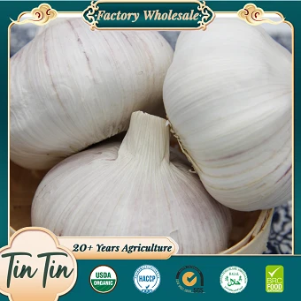 China Fresh Garlic กระเทียมขาวธรรมดา