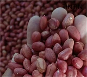 ถั่วลิสงเปลือกแดงธรรมชาติ 100% คุณภาพดีขายดี