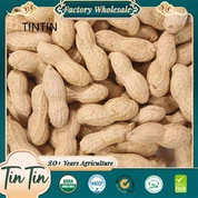 ถั่วลิสงคั่วจีนเพื่อสุขภาพทั้งเปลือก