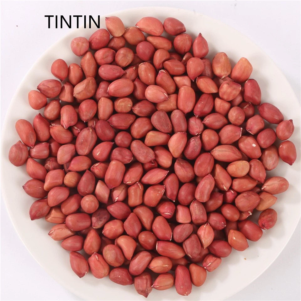 ขายส่งถั่วลิสงแห้ง 100% ถั่วลิสงดิบ/เปลือกแดงสด